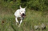 DOGUE ARGENTIN 037